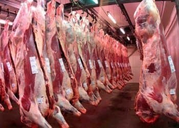 Cámara frigorífica con medias reses en gancho
